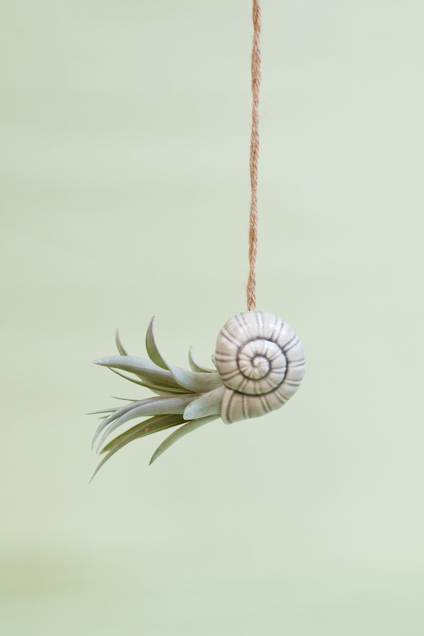 Keramik Luftpflanzenhalter „TOTO“ – Schnecke mit Tillandsia