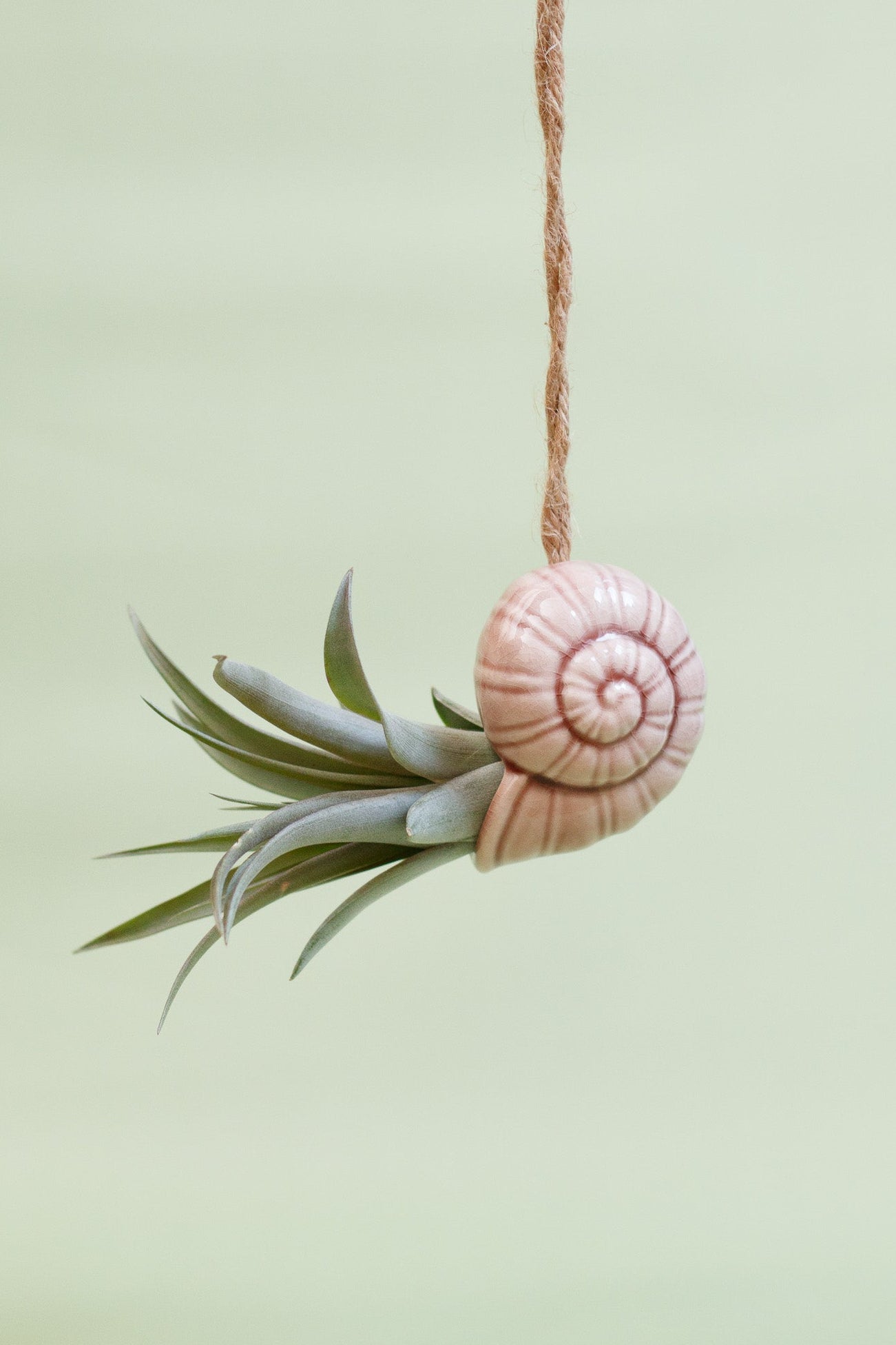Keramik Luftpflanzenhalter „TOTO“ – Schnecke mit Tillandsia