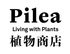 Pilea Living