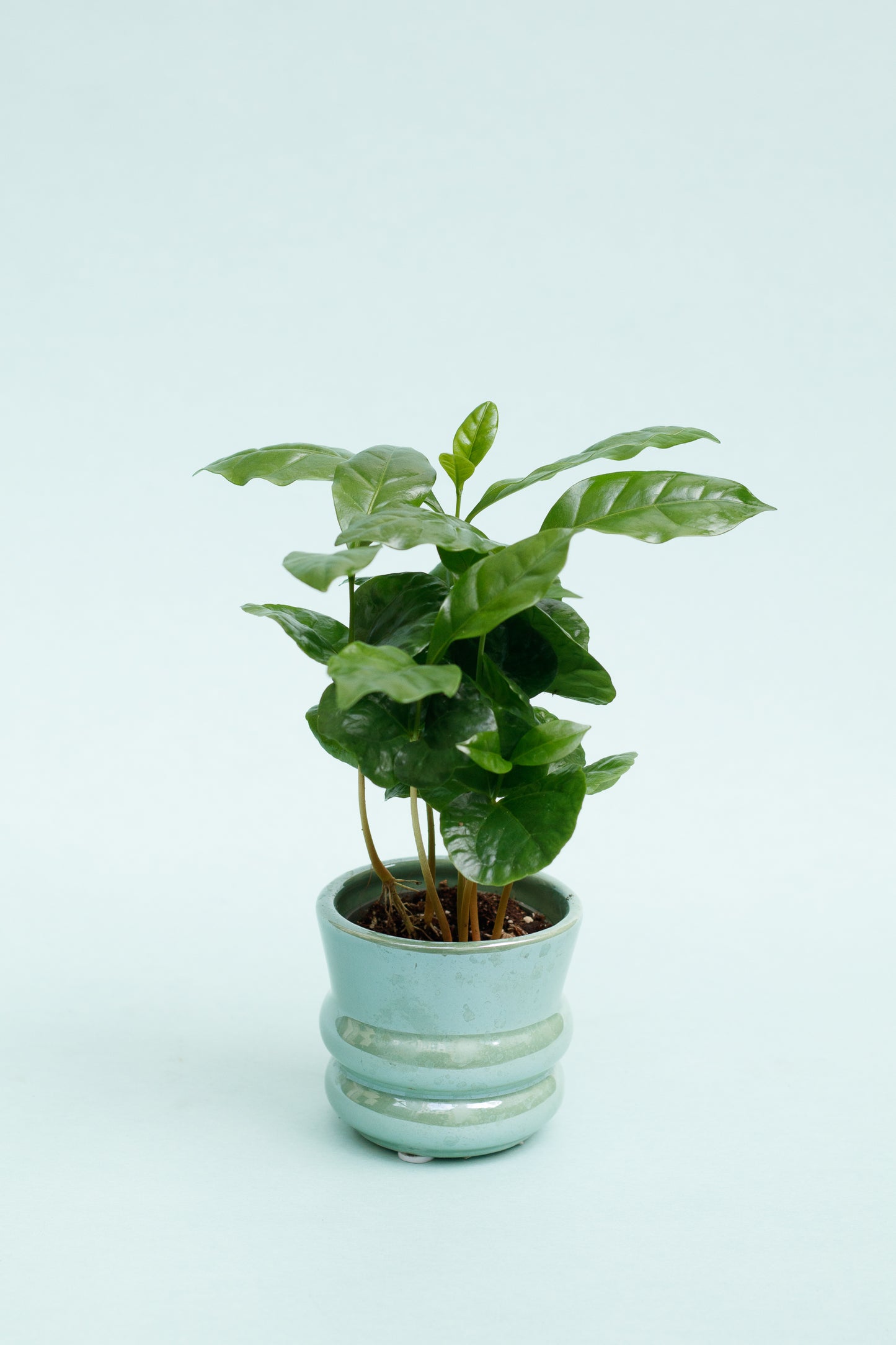 Coffea Arabica 'Kaffeepflanze'