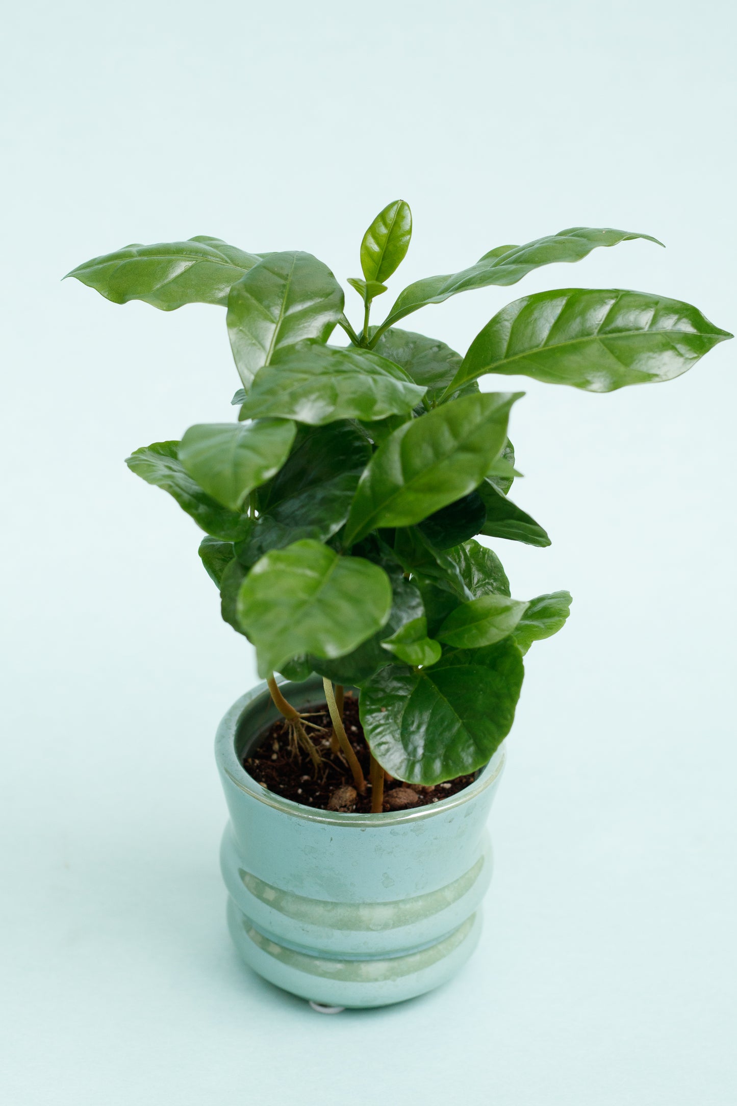 Coffea Arabica 'Kaffeepflanze'