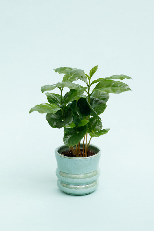 Coffea Arabica 'Kaffeepflanze'