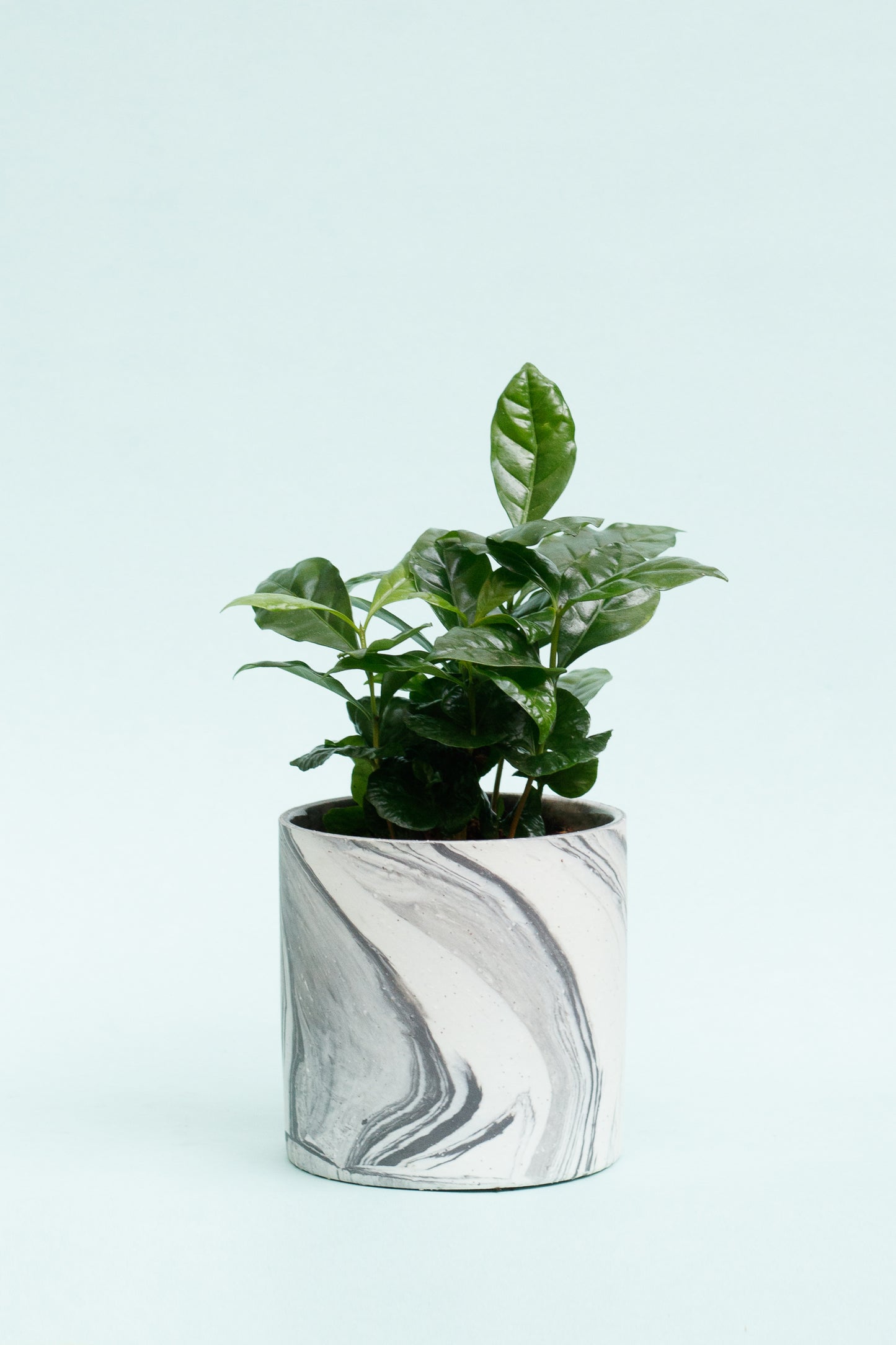 Coffea Arabica 'Kaffeepflanze'