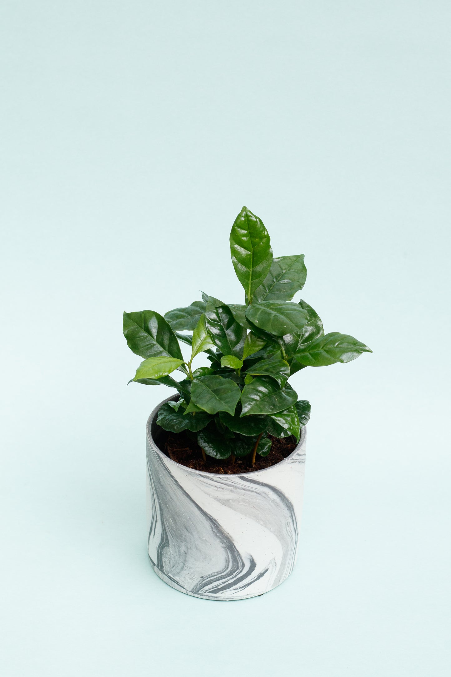 Coffea Arabica 'Kaffeepflanze'