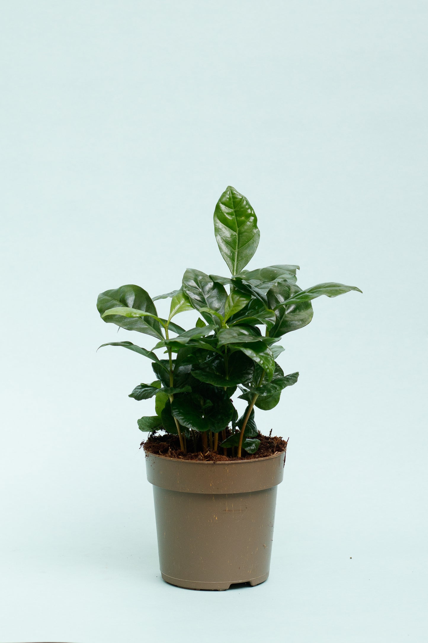 Coffea Arabica 'Kaffeepflanze'