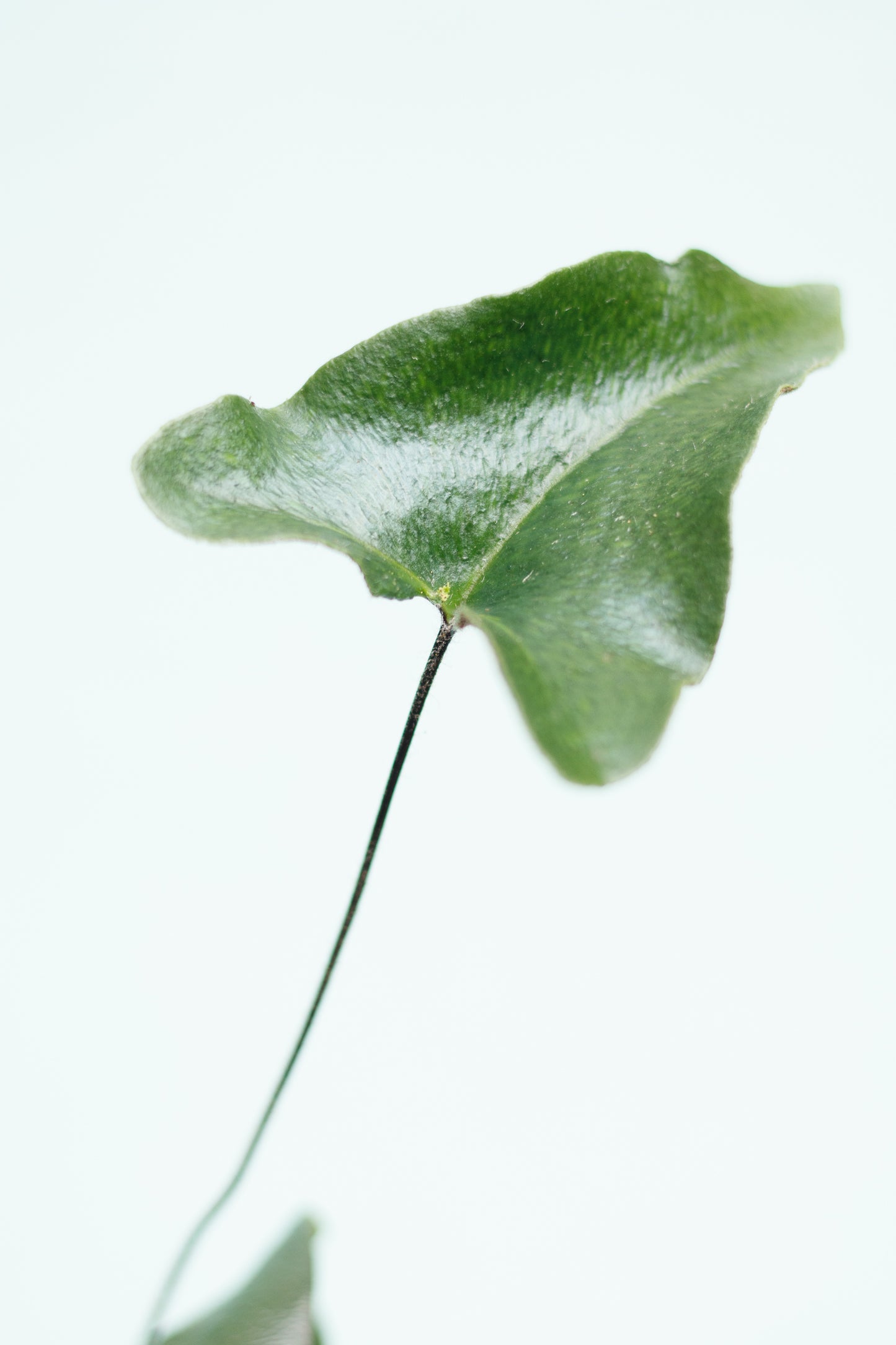 Hemionitis Arifolia ‘Herzfarn’