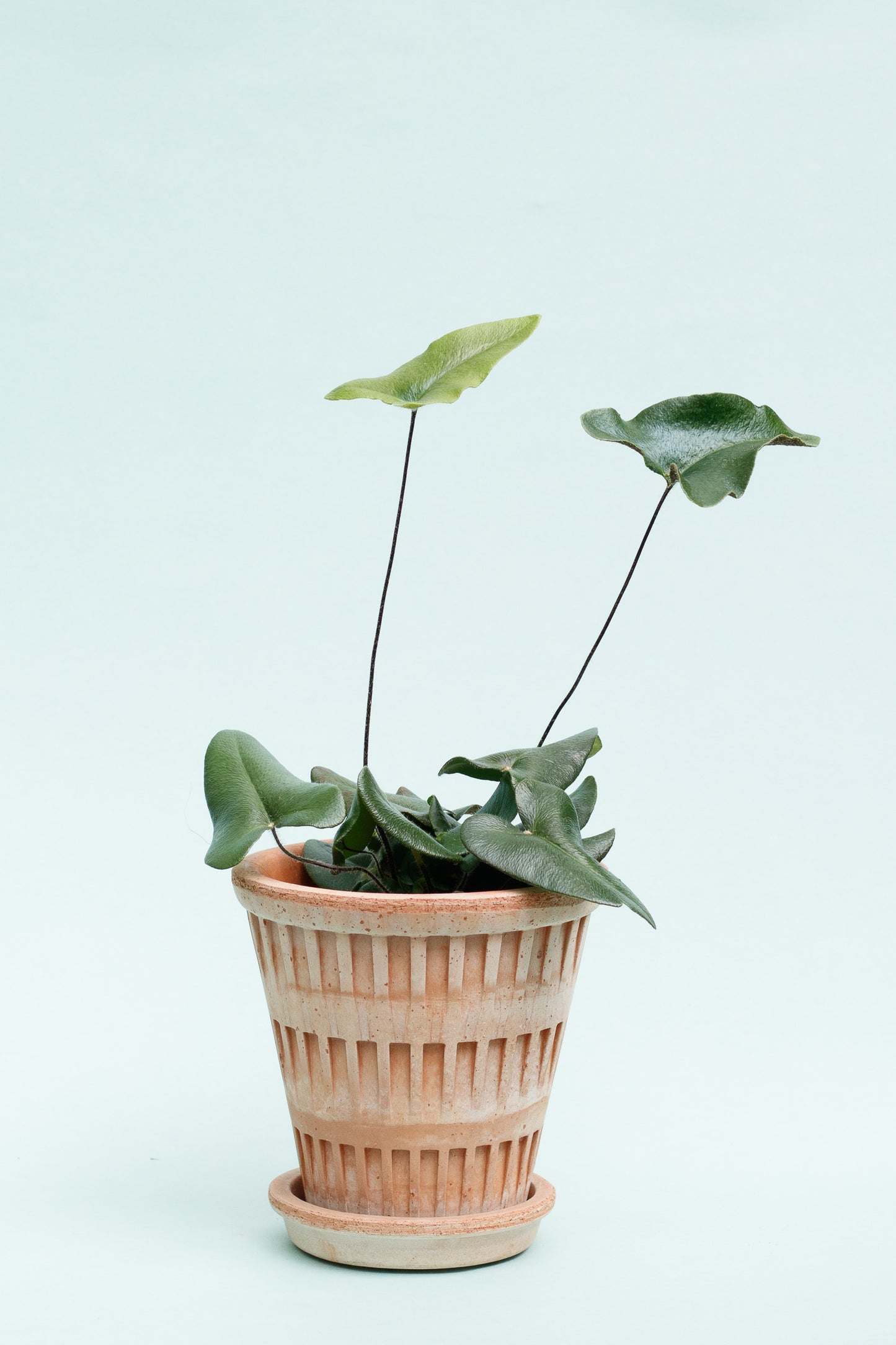 Hemionitis Arifolia ‘Herzfarn’