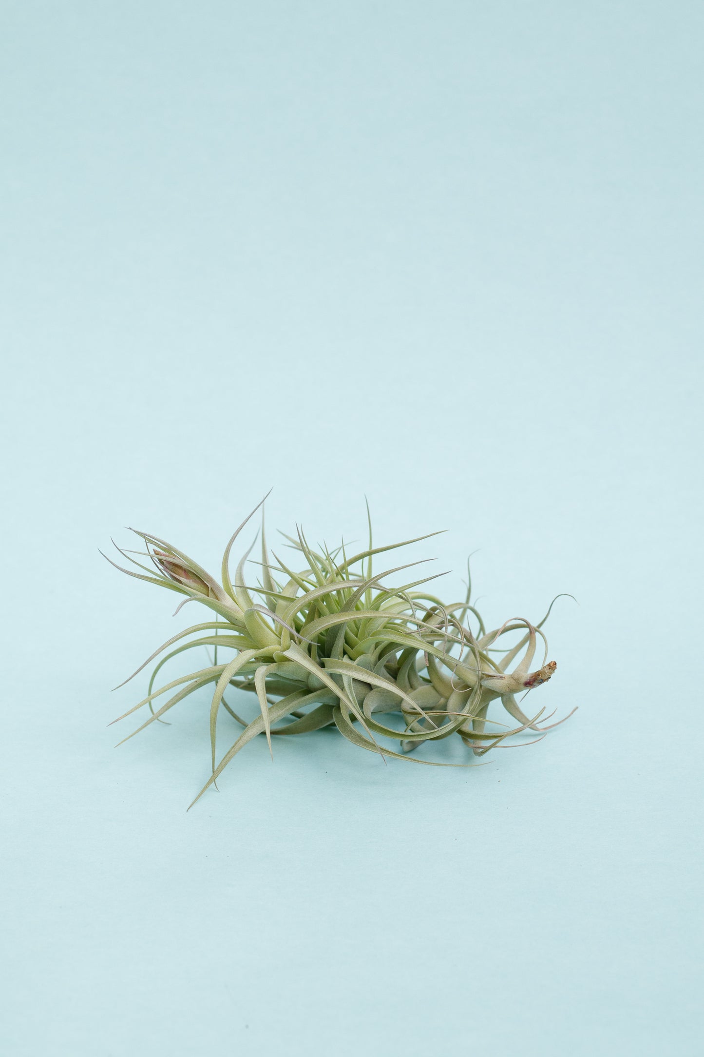 Tillandsien Mix