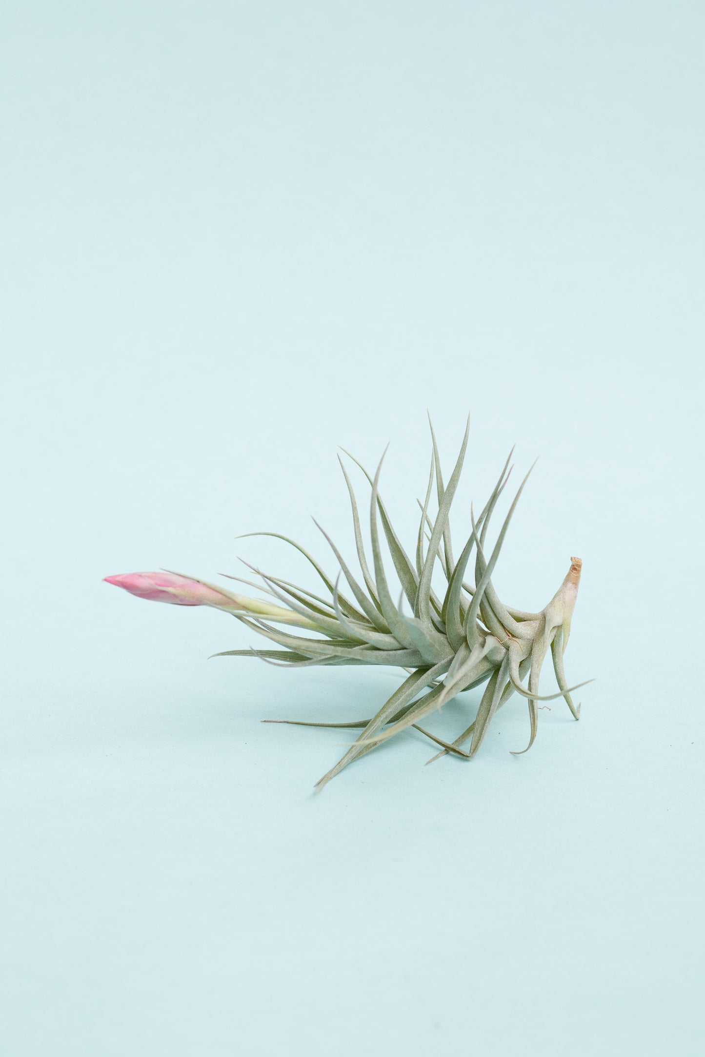 Tillandsien Mix