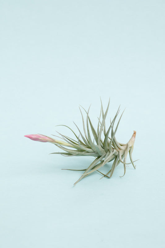 Tillandsien Mix