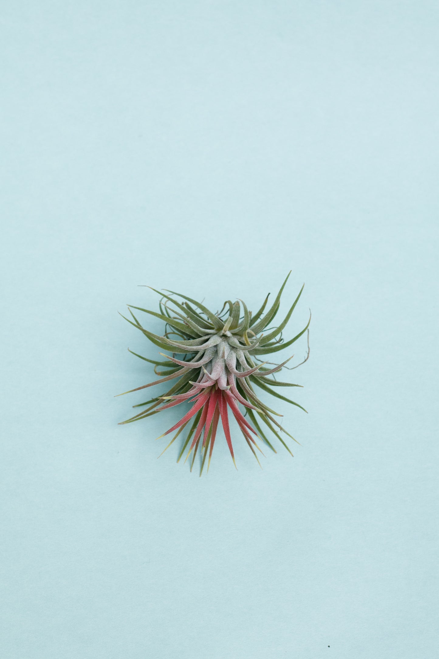 Tillandsia Ionantha