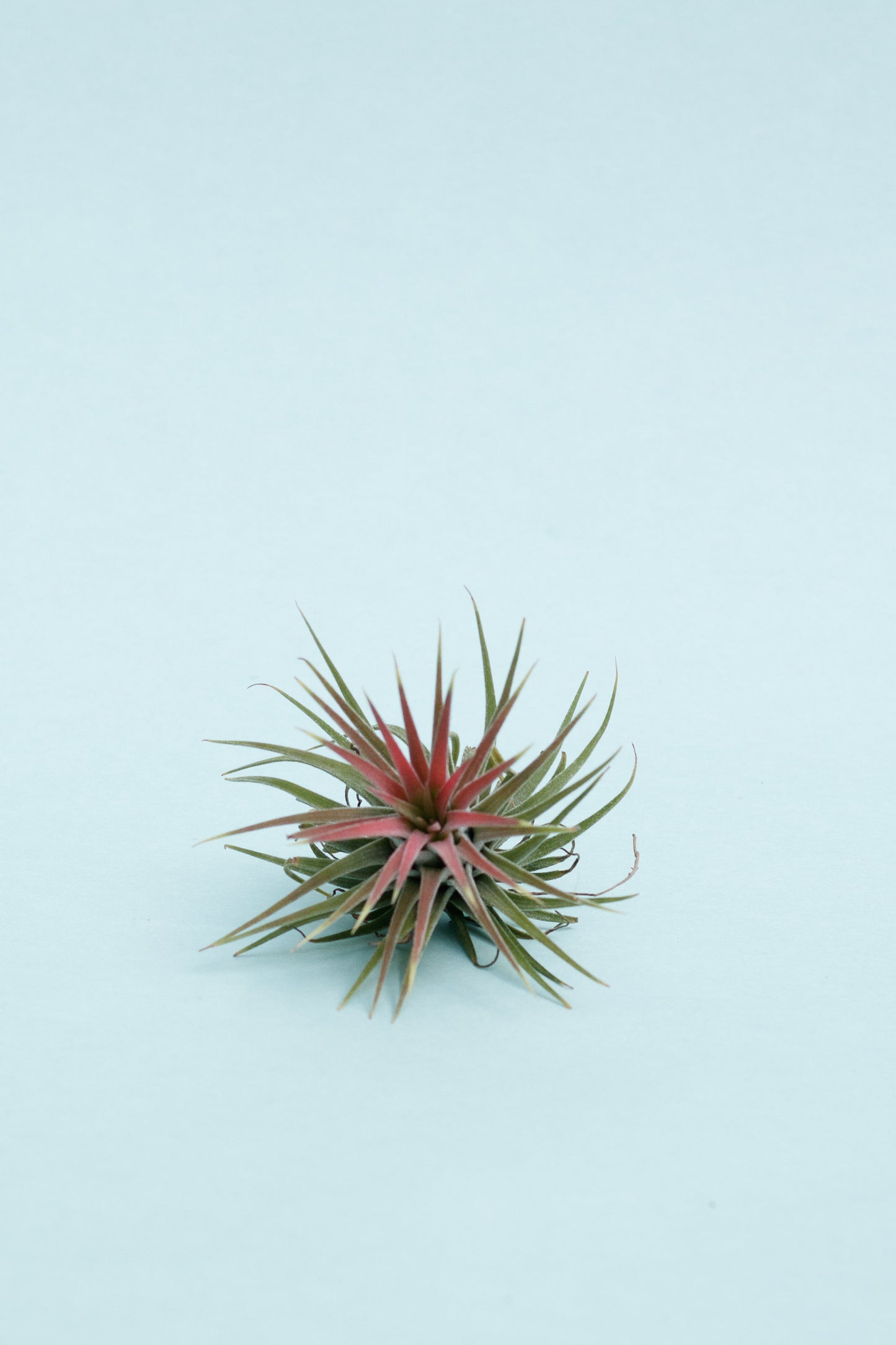 Tillandsia Ionantha