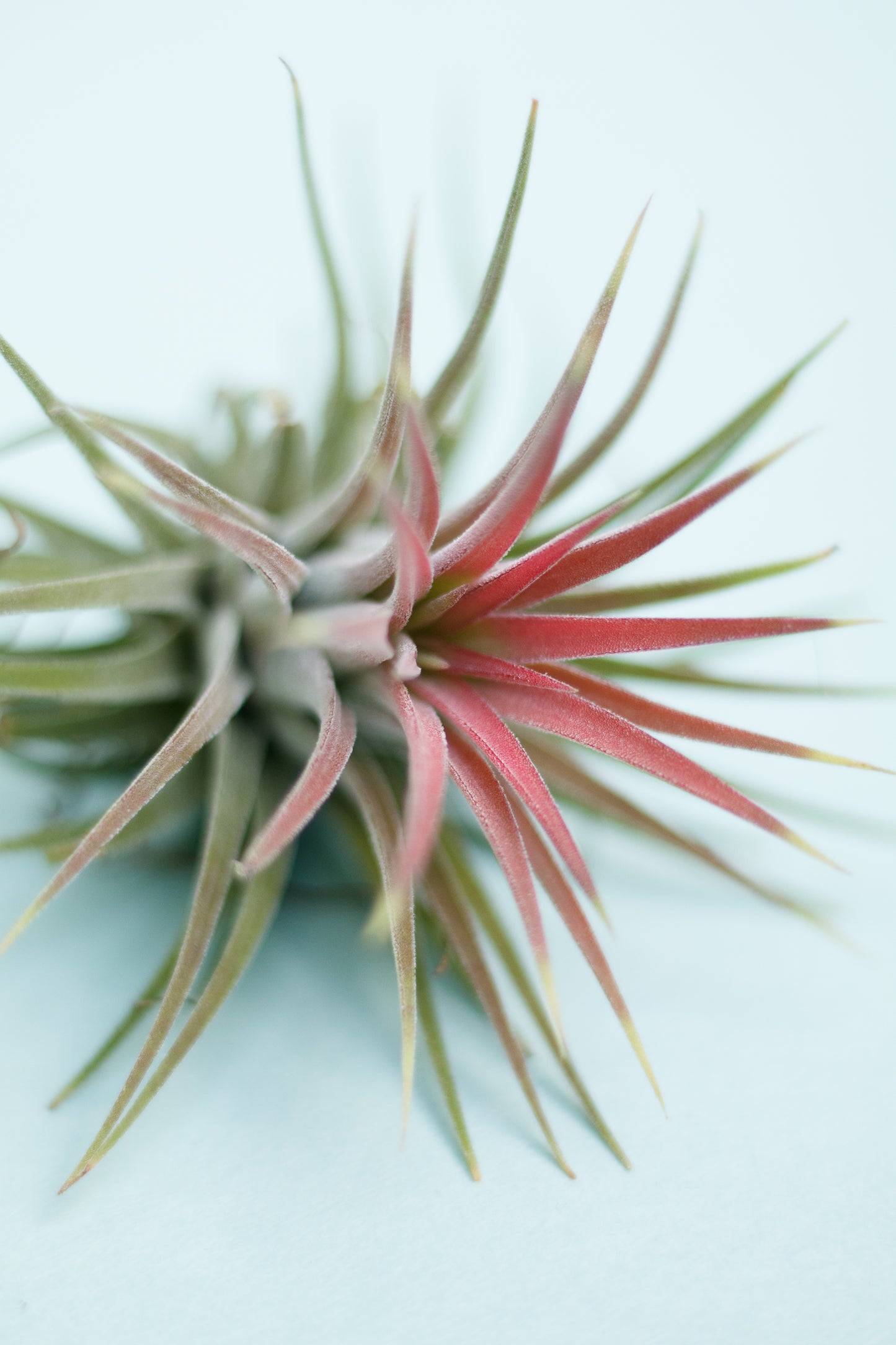 Tillandsia Ionantha