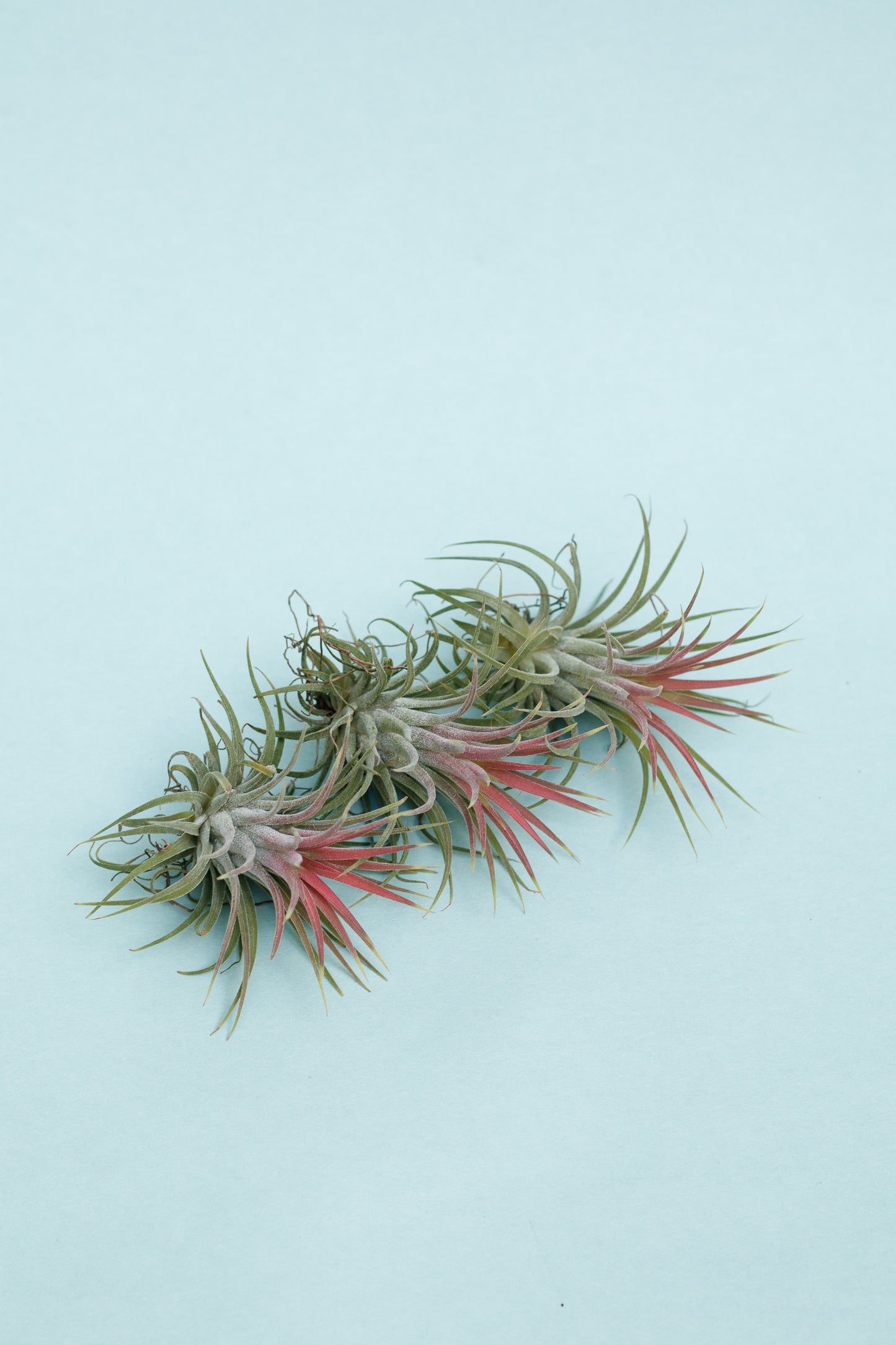 Tillandsia Ionantha