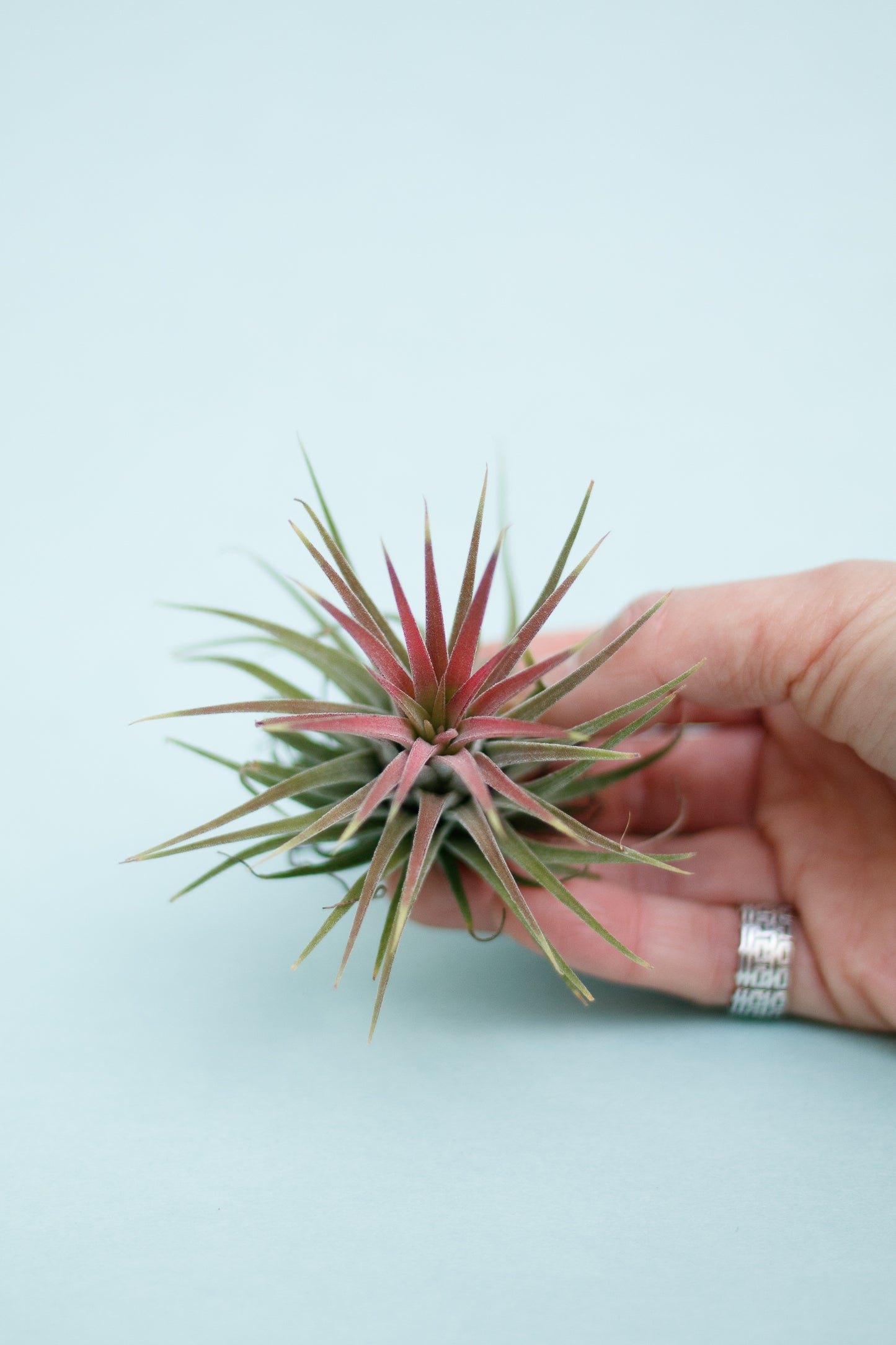 Tillandsia Ionantha