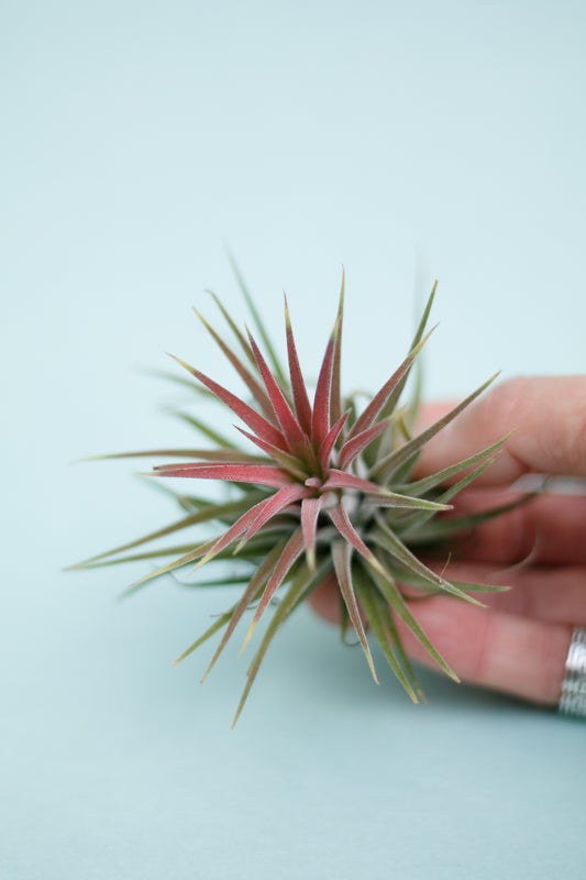 Tillandsia Ionantha