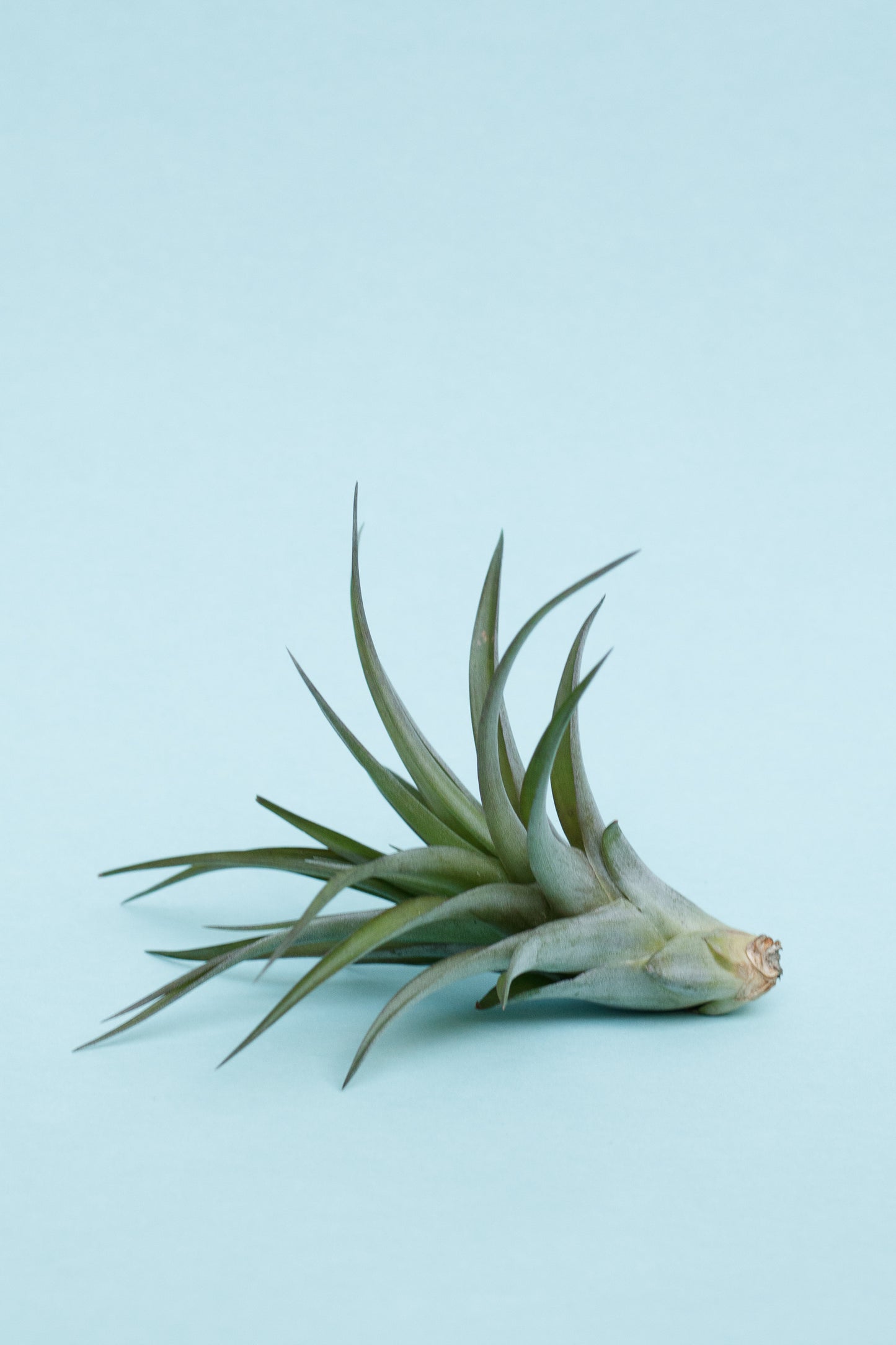 Tillandsien Mix