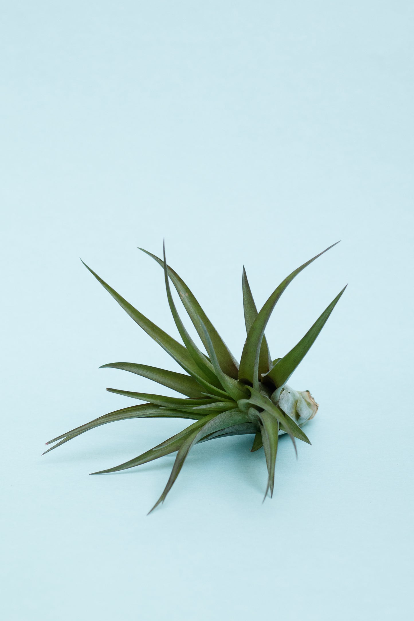 Tillandsien Mix