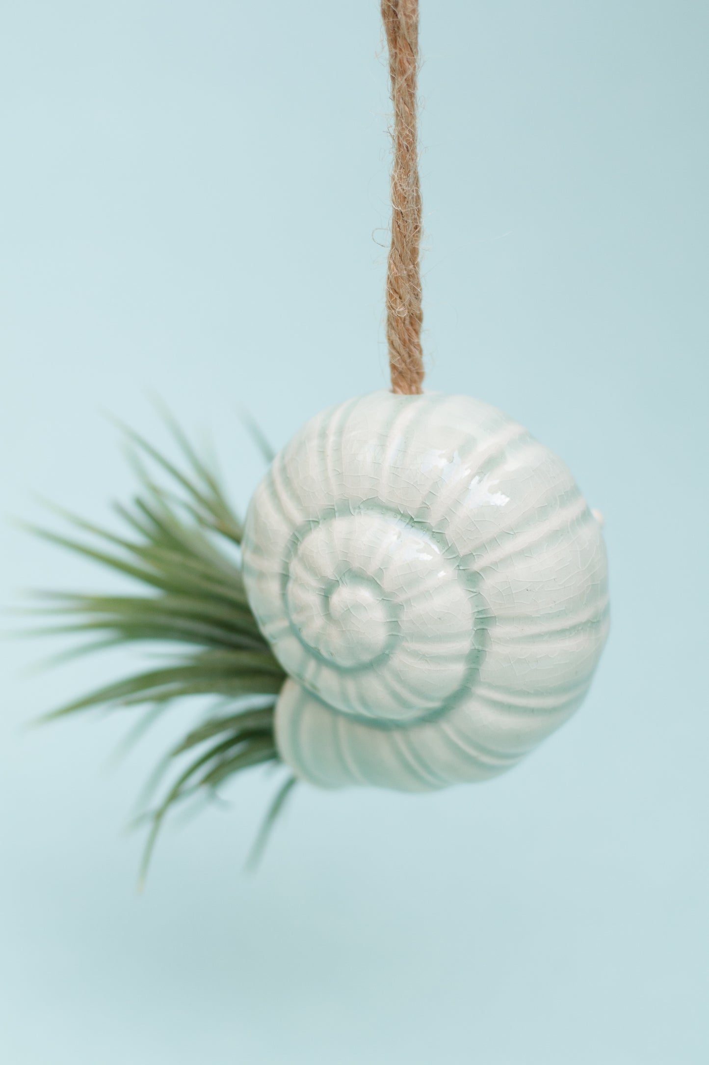 Keramik Luftpflanzenhalter „TOTO“ – Schnecke mit Tillandsia