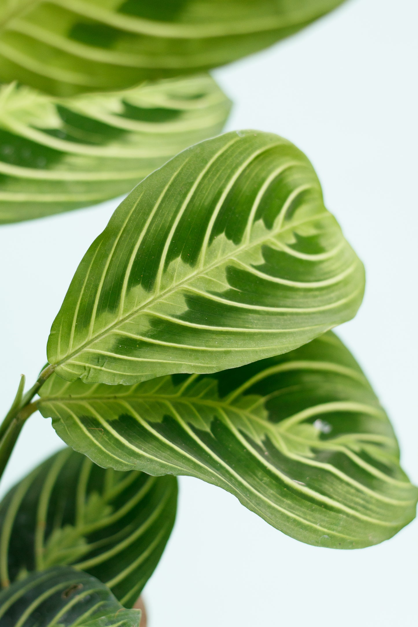 Maranta ‘Lemon Lime’