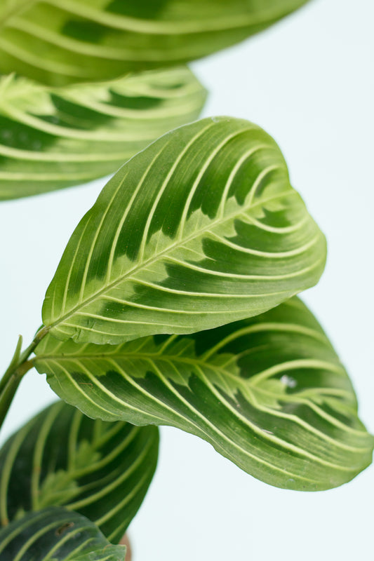 Maranta ‘Lemon Lime’