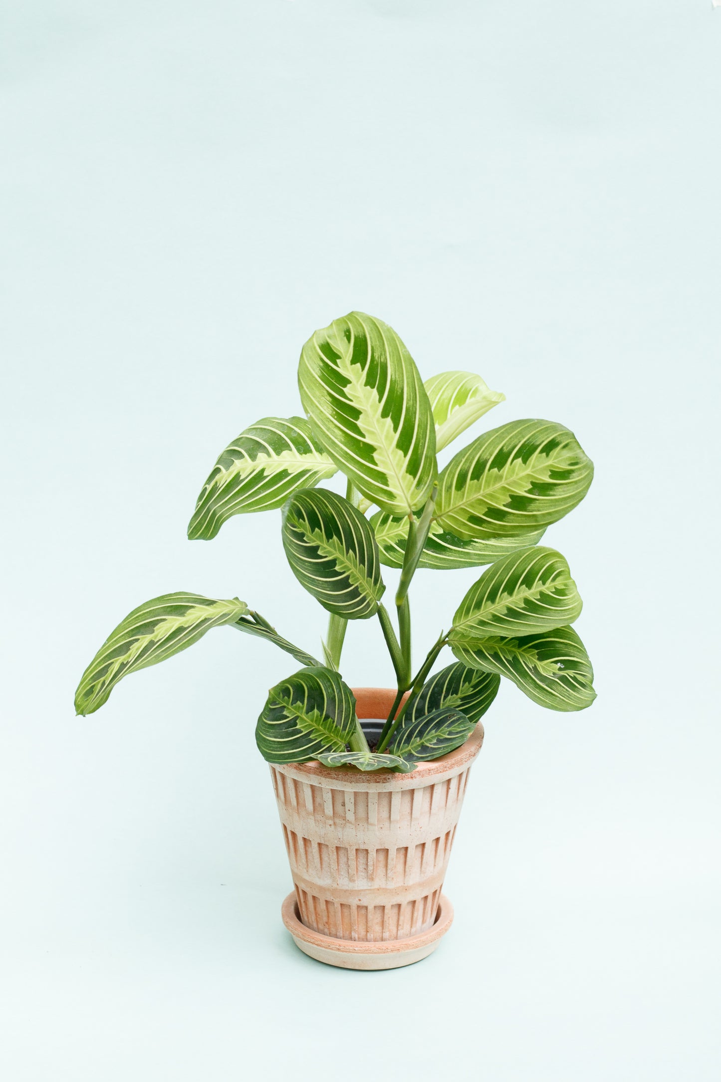 Maranta ‘Lemon Lime’