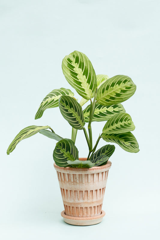 Maranta ‘Lemon Lime’