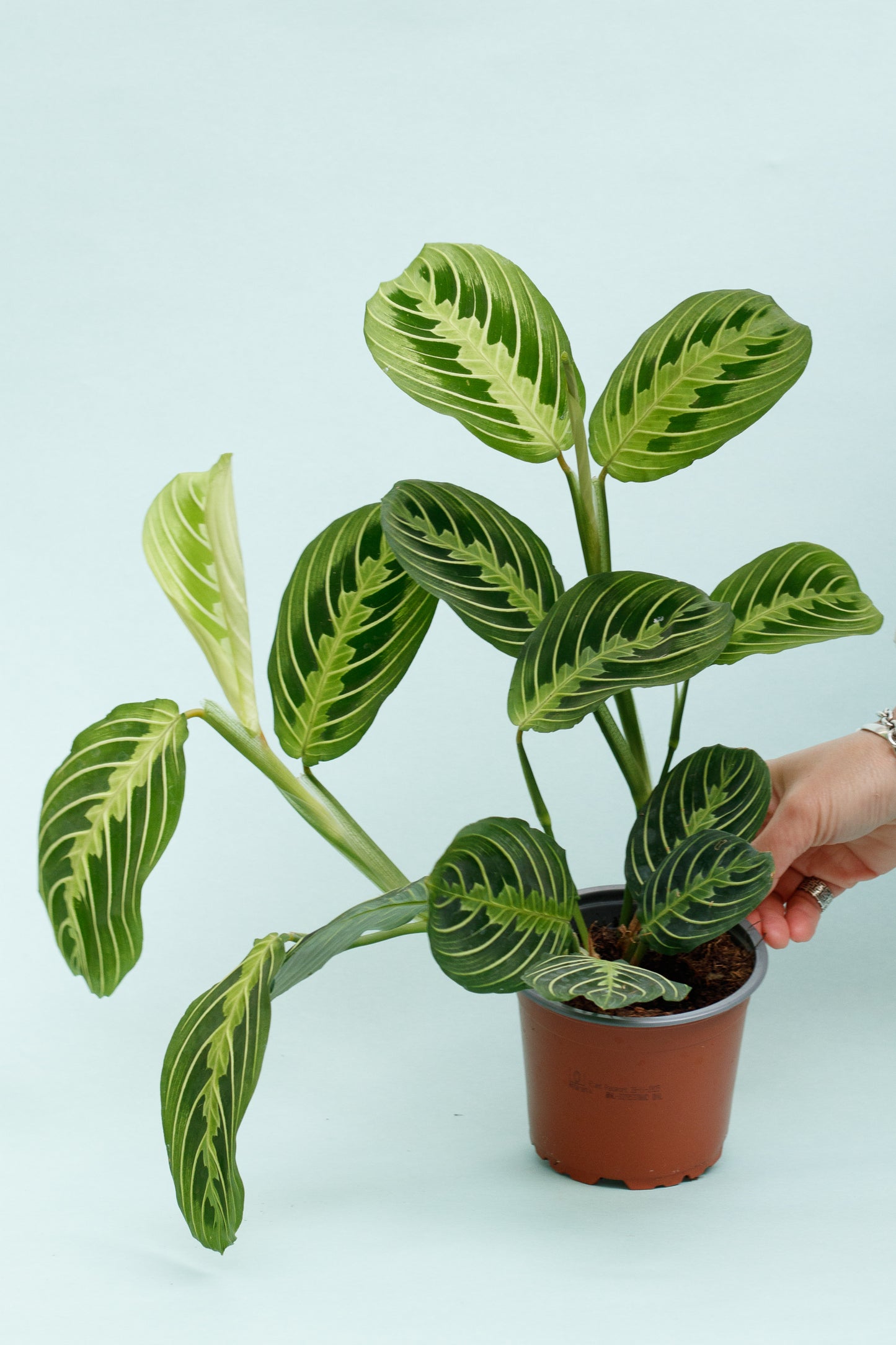 Maranta ‘Lemon Lime’