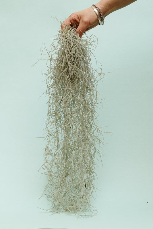 Tillandsia usneoides – Spanisches Moos
