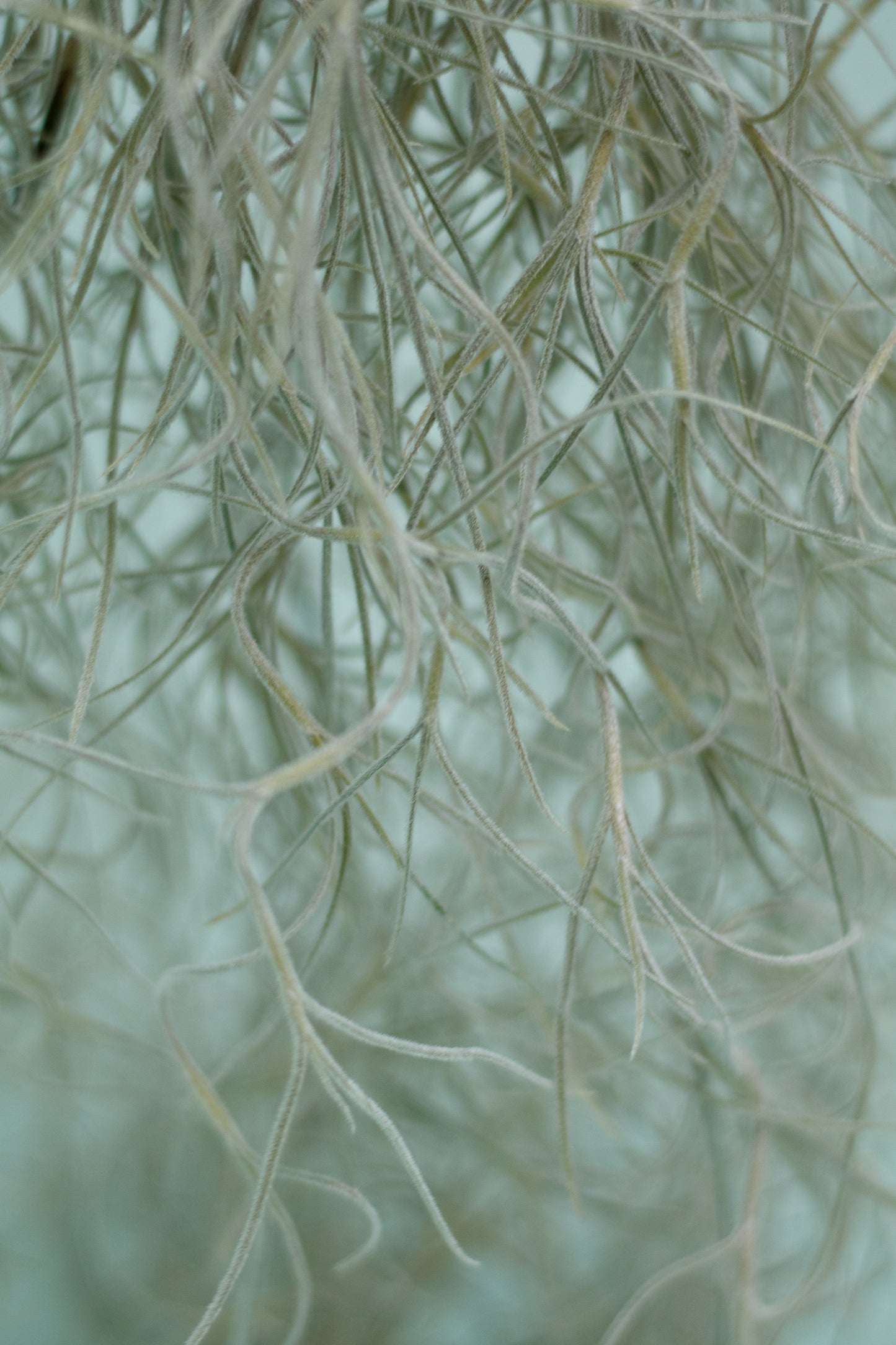 Tillandsia usneoides – Spanisches Moos