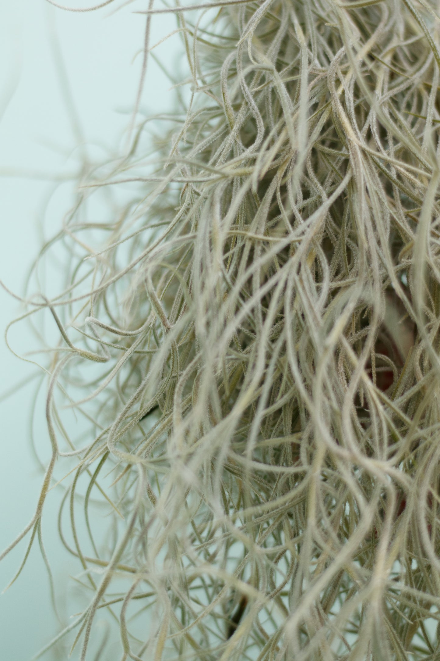 Tillandsia usneoides – Spanisches Moos