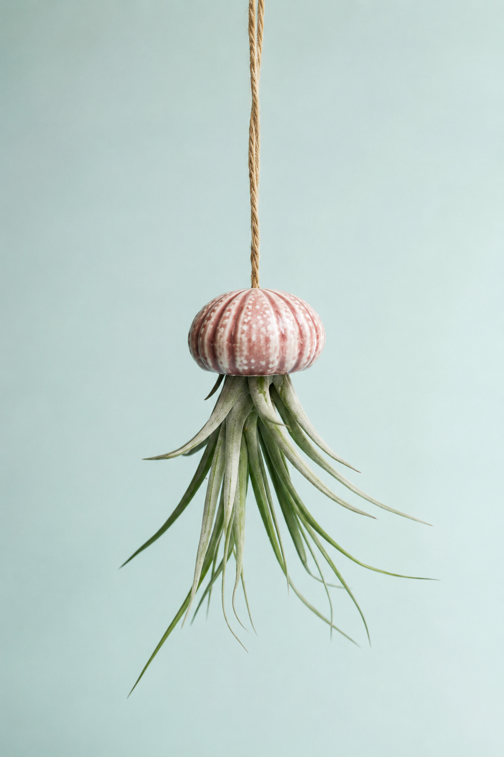 Keramik Luftpflanzenhalter „KITO“ – Qualle mit Tillandsia