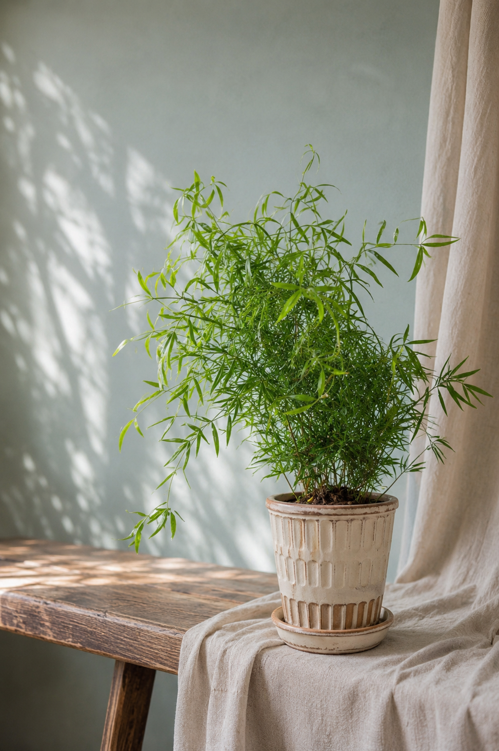 Asparagus Falcatus
