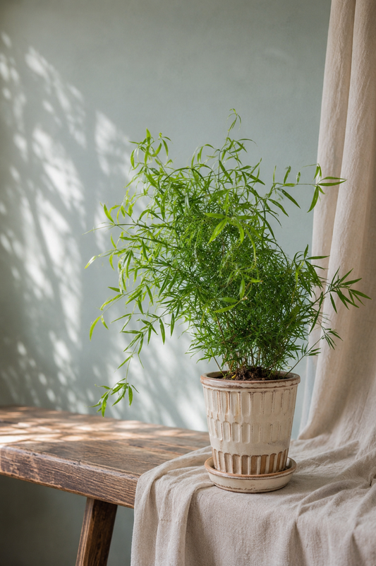 Asparagus Falcatus