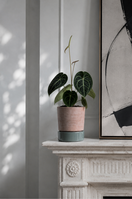 Anthurium Clarinervium