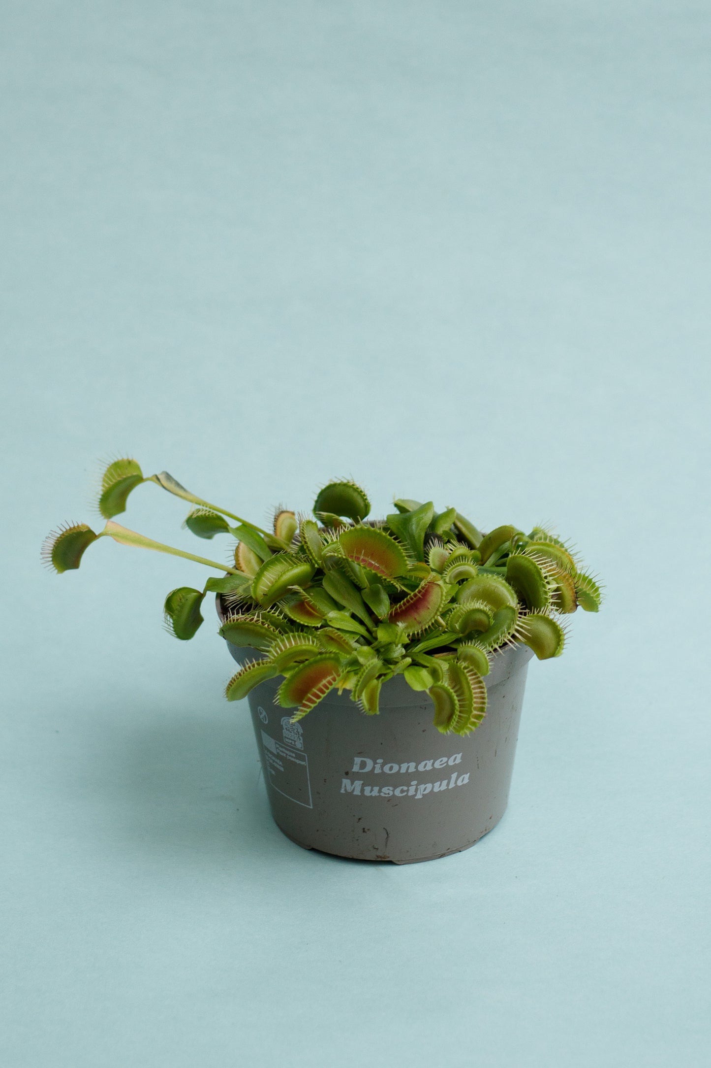 Dionaea muscipula 'Venusfliegenfalle'