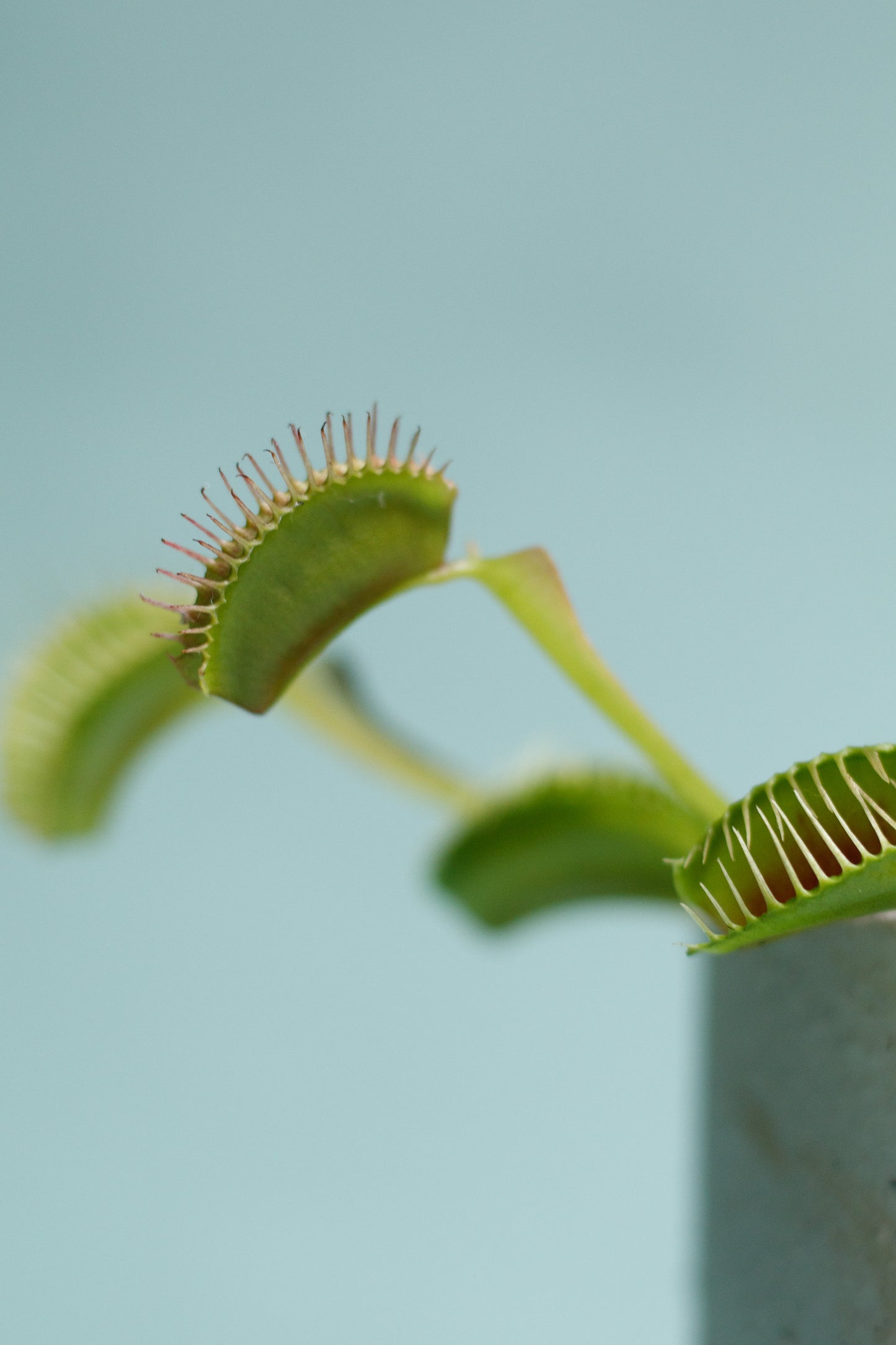 Dionaea muscipula 'Venusfliegenfalle'