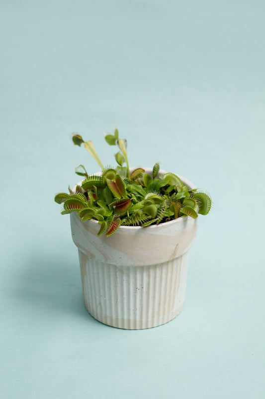 Dionaea muscipula 'Venusfliegenfalle'