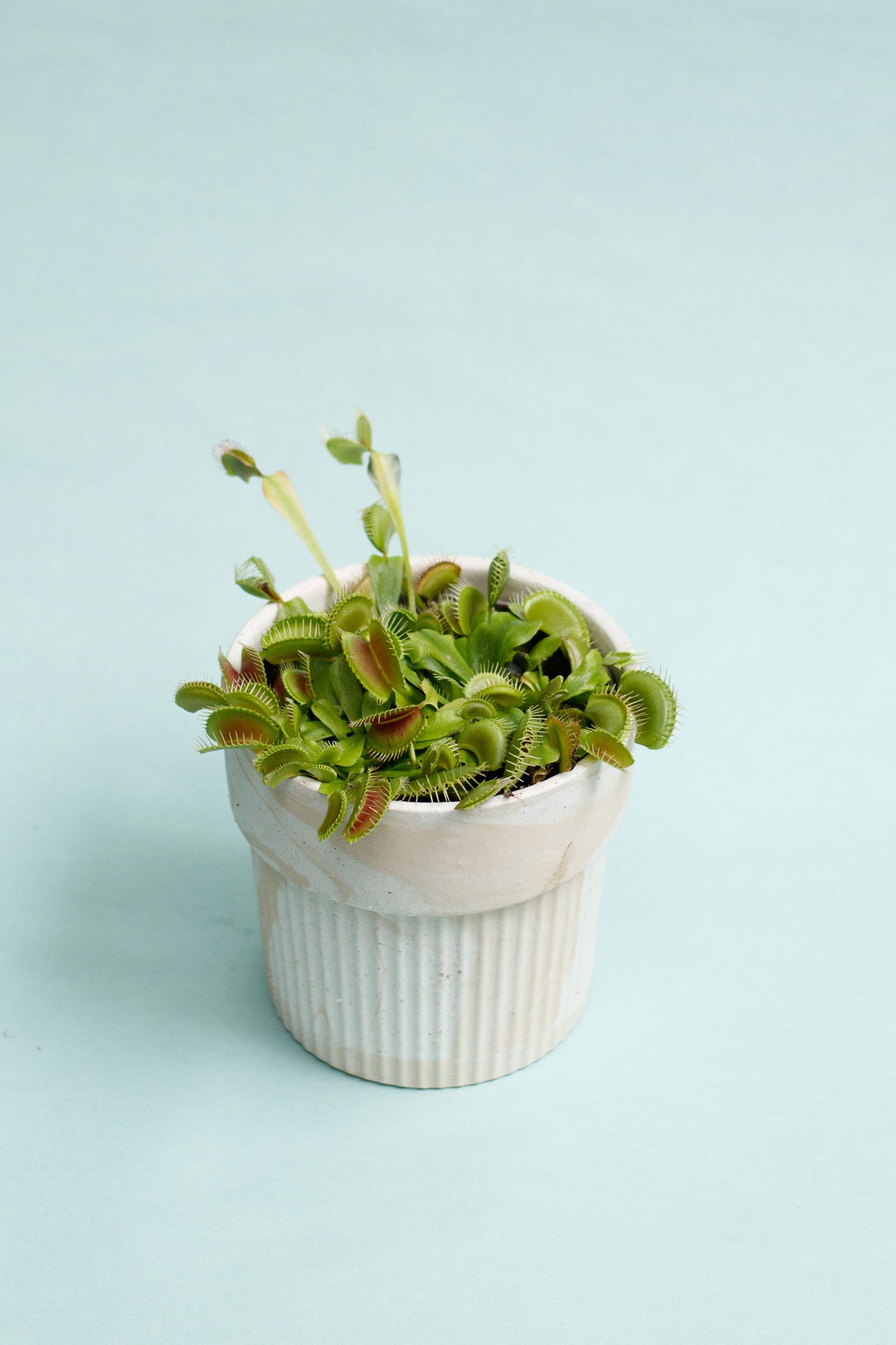 Dionaea muscipula 'Venusfliegenfalle'