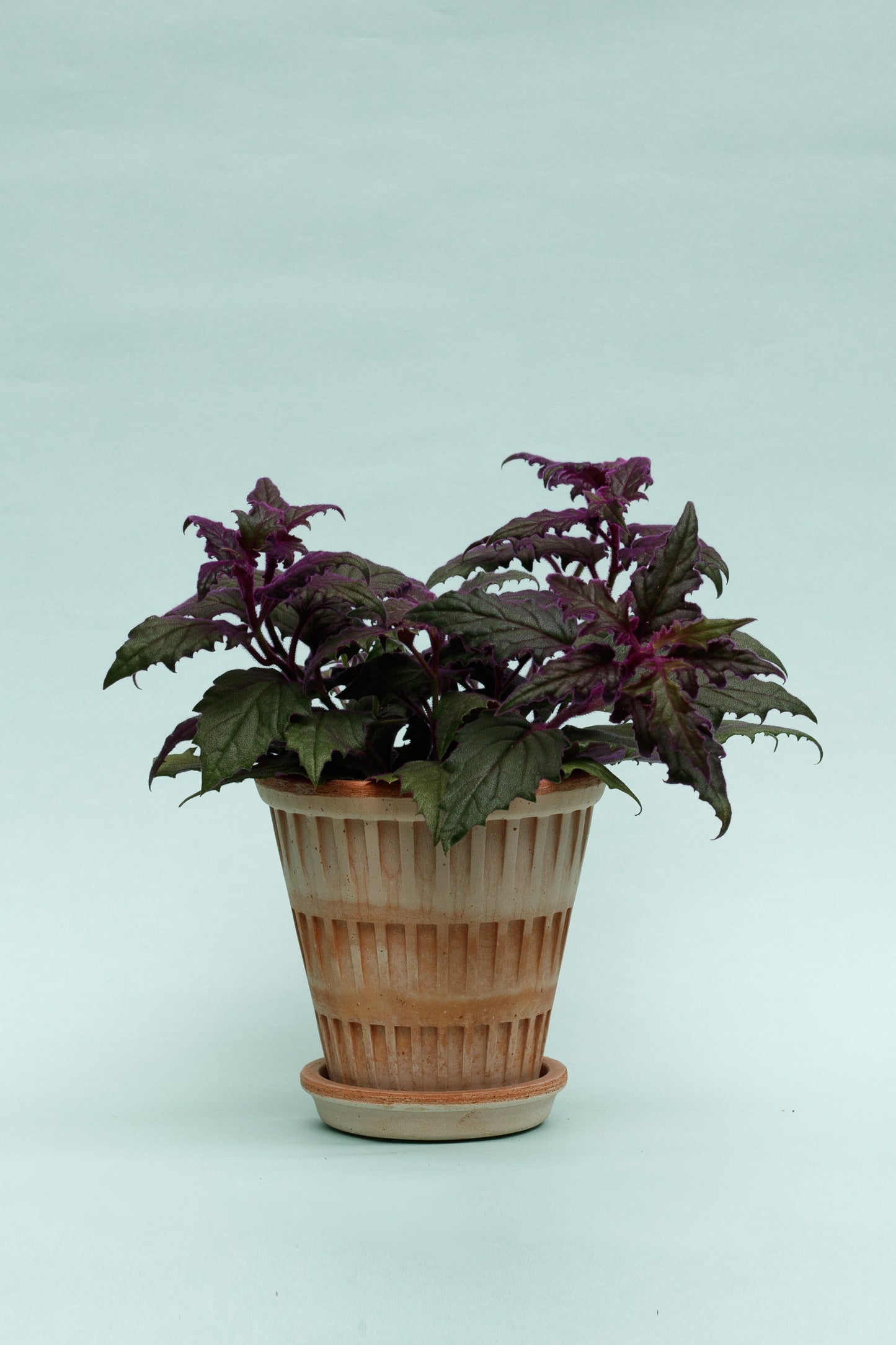 Gynura aurantiaca ‘Samtpflanze’