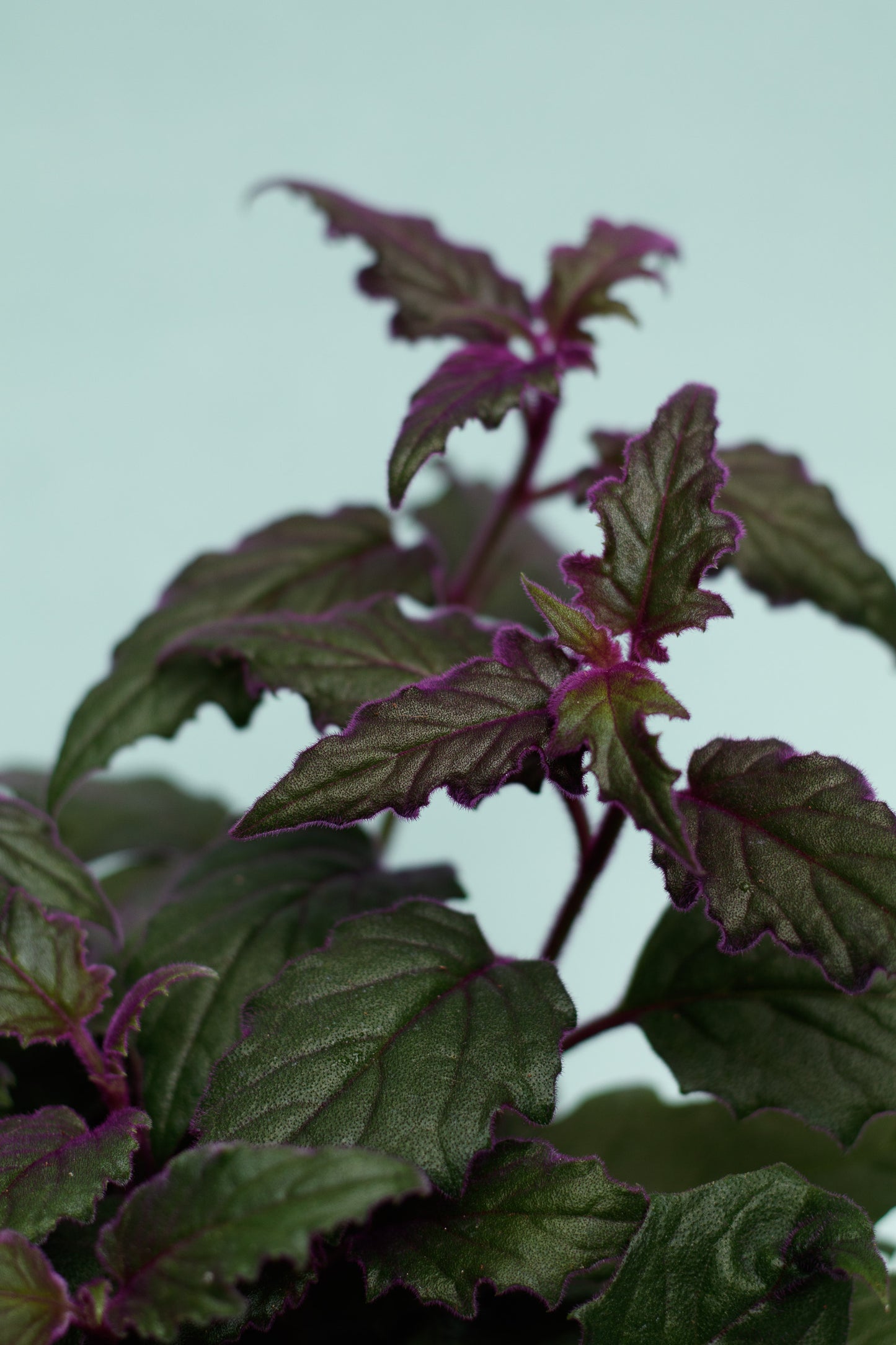 Gynura aurantiaca ‘Samtpflanze’