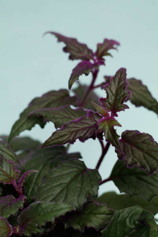 Gynura aurantiaca ‘Samtpflanze’