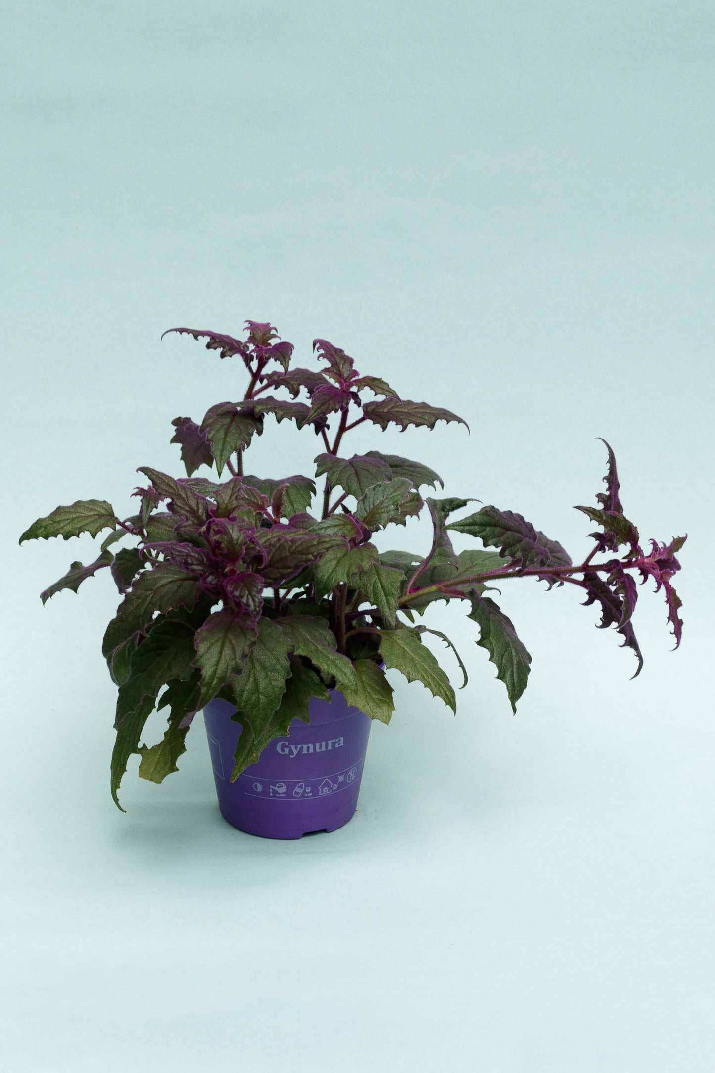 Gynura aurantiaca ‘Samtpflanze’