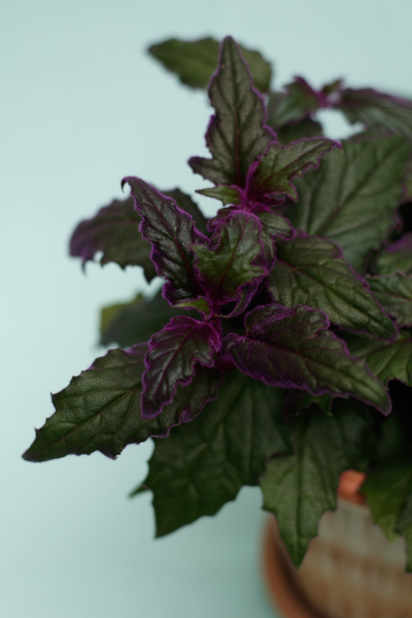 Gynura aurantiaca ‘Samtpflanze’