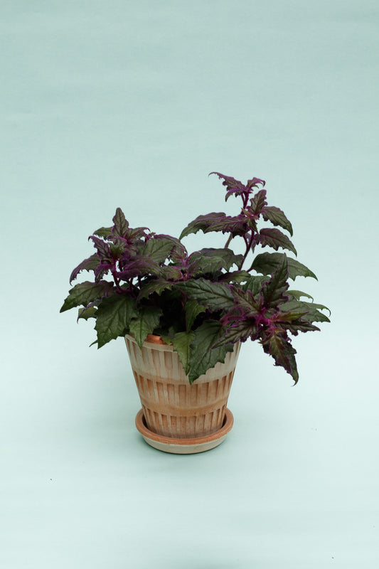 Gynura aurantiaca ‘Samtpflanze’
