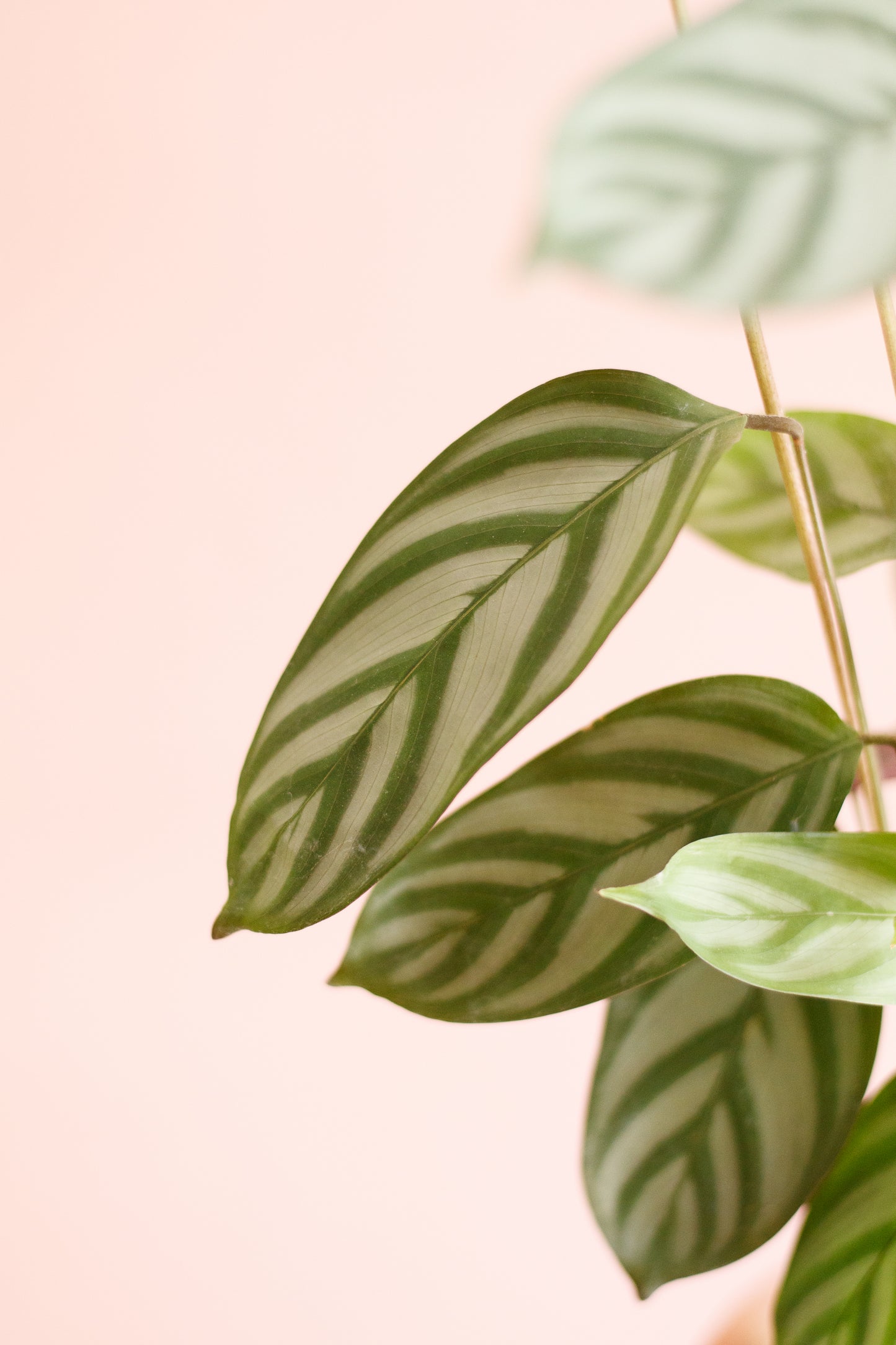 Calathea Oppenheimiana