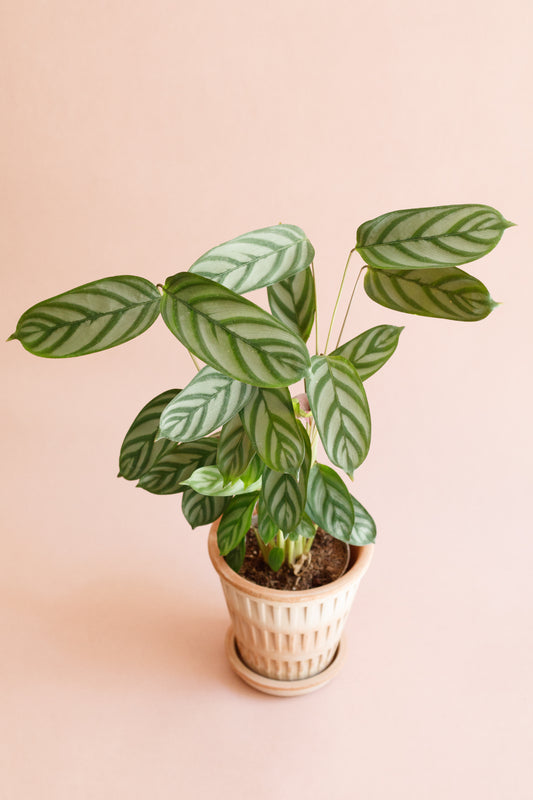 Calathea Oppenheimiana
