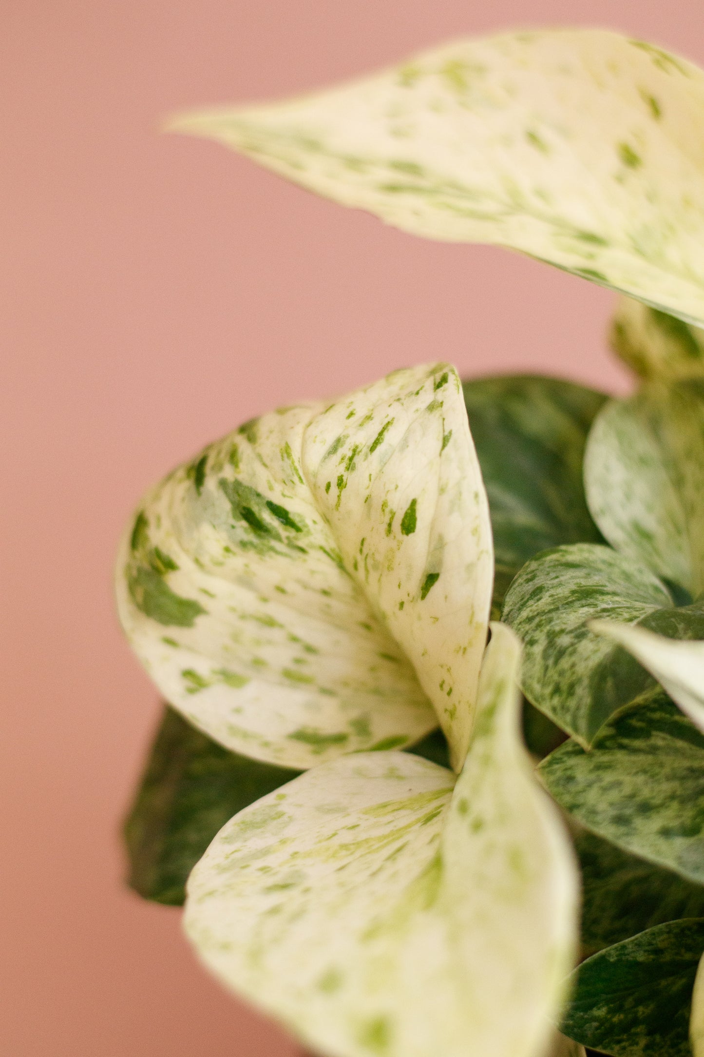 Epipremnum ‘Marble Queen’