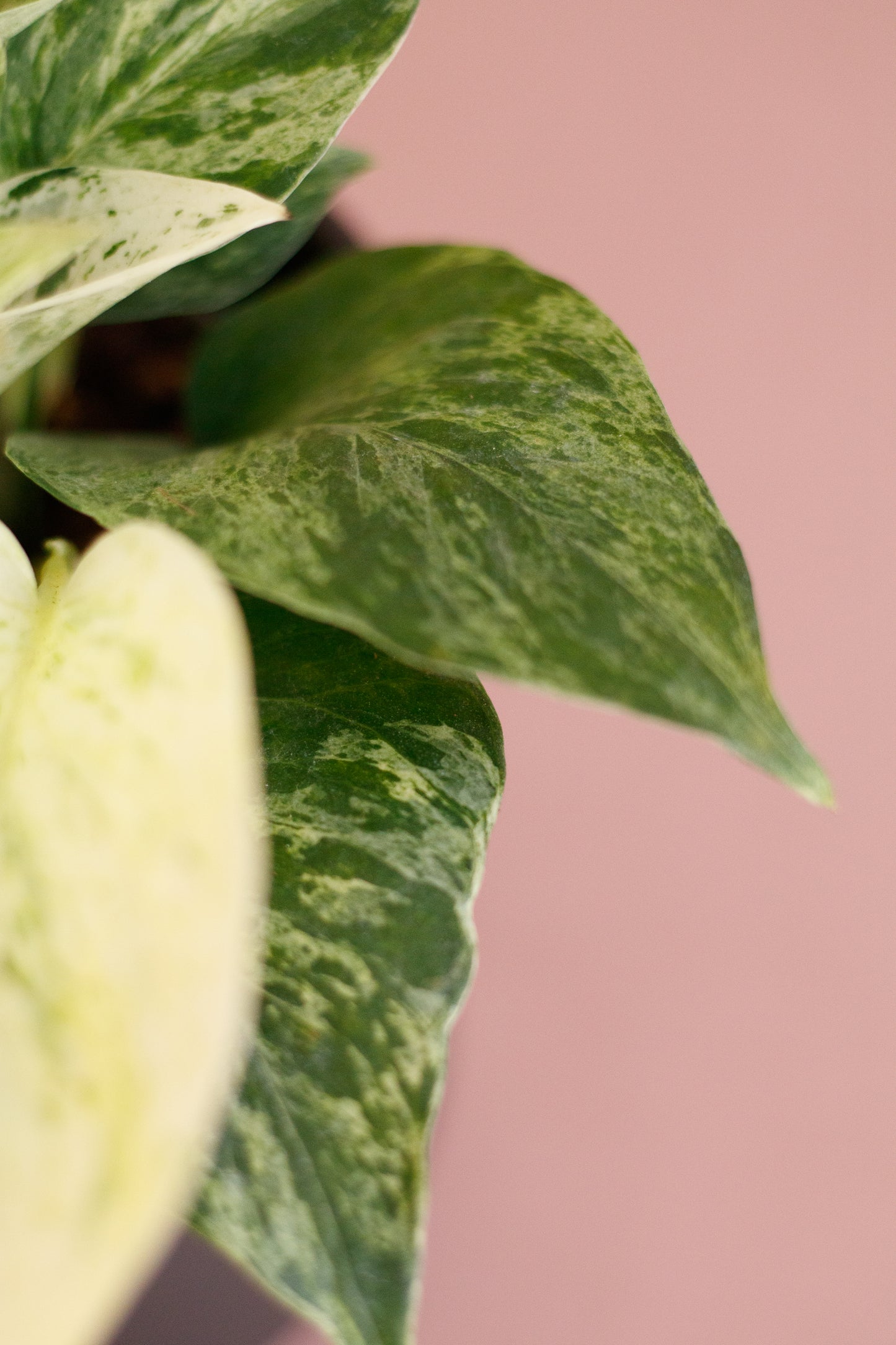 Epipremnum ‘Marble Queen’