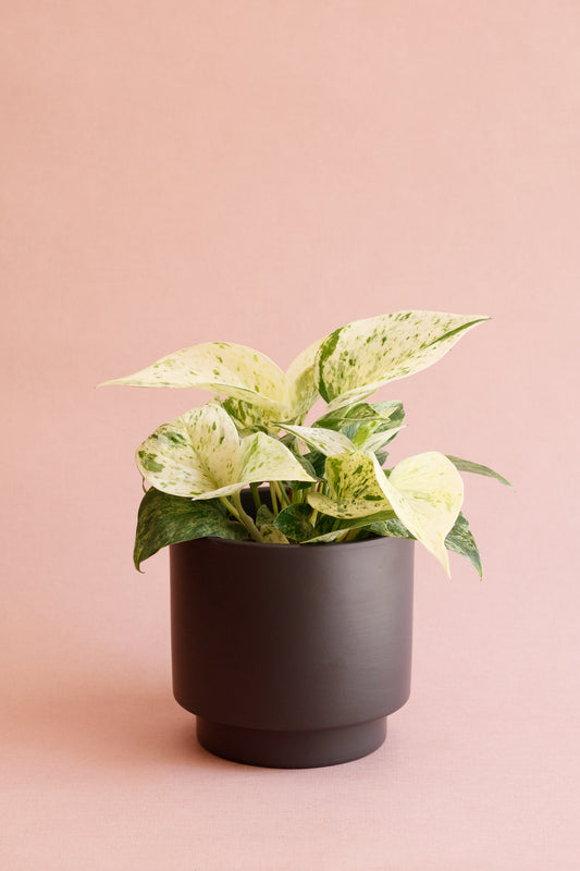 Epipremnum ‘Marble Queen’